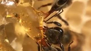 How Bees Eat A Honey   Close Up Video [upl. by Ycnaf]