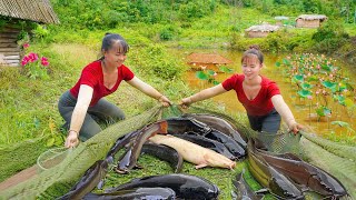 Harvesting many carp in lotus ponds and rice fields to sell at the market  Poultry care [upl. by Kissie]