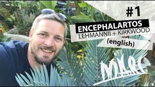 Encephalartos lehmannii english [upl. by Guthrey941]