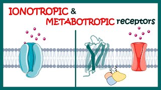 Ionotropic and Metabotropic receptors  Ionotropic receptors  Metabotropic receptors [upl. by Reggy8]