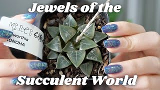 Haworthia Collection Video  8 Haworthia Hybrids  Window Haworthia Care Tips [upl. by Toland279]