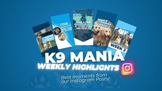 K9 Mania Weekly Highlights Transforming Chaos into Calm 🐾✨ [upl. by Baecher469]