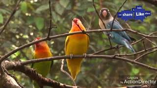 Burung Lovebird Hidup Berkoloni [upl. by Now133]