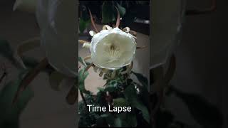 Brahma Kamal flowerEpiphyllum Saussurea Obvallata A Lucky Plant Queen of the Night Time Lapse [upl. by Erlewine]