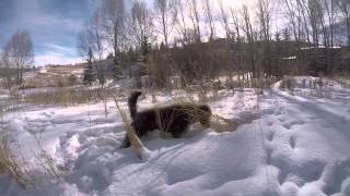 Labradoodle hunting [upl. by Jasper]