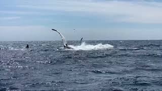 Whale watching Shellharbour [upl. by Anilave892]