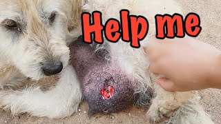 A stray dog is dying and her puppies are starving We will rescue you [upl. by Steen691]