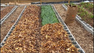 Building Your Soil Over the Winter—Two Cheap Methods with Cover Crops  Leaves [upl. by Claude962]