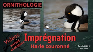 OrnithologieHistoire dimprégnation [upl. by Kowtko989]