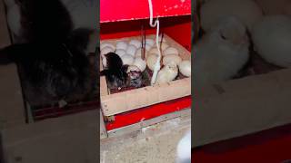 Incubator hatch Check of Mahnoor🐣desi Kurak Murgi brooding 166 hen shorts youtube youtubeshorts [upl. by Rabaj]