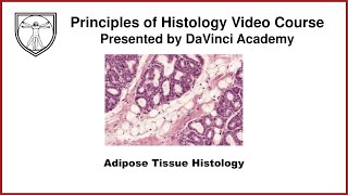 Adipose Tissue Histology [upl. by Cyler]