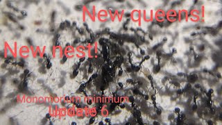 Monomorium minimum update 6 inbred queens new setup [upl. by Arriec]