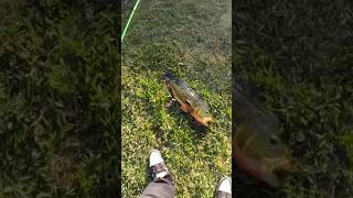 PB Peacock Bass fishing bassfishing peacockbass florida [upl. by Norbel]