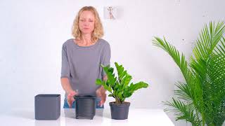 ZZ Plant In Lechuza Cube Planter [upl. by Aeriell]