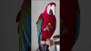 Self eating green wing Macaw Parrot 🦜 zulfimughal1 zulfiqaralimughal [upl. by Centeno730]