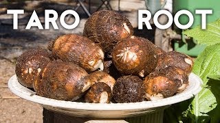 Growing Taro Root Plant  Tips amp Harvest [upl. by Eniamrahs472]