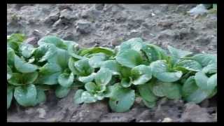 Feldsalat Vit im Garten Anfang Januar [upl. by Nwahsem]