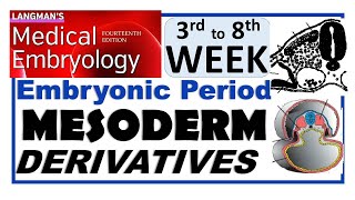 Langman Chapter06PartII  MESODERM Derivatives  Embryonic Period 3rd to 8th Week [upl. by Nollaf]