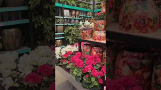 A super market for plants in Netherlands😳 travel flowers youtubeshorts reels shorts life [upl. by Loeb994]