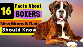 16 Important Facts About Boxer Dog all New amp Prospective Owners Should Know [upl. by Sucramat]