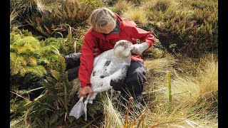 Living with Antipodean Albatrosses [upl. by Aratak]