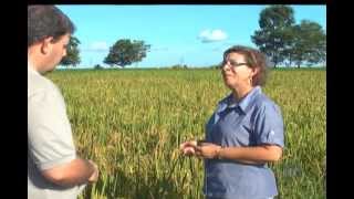 PESQUISA ARROZ EMPAER SINOP wmv [upl. by Poree]