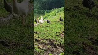 Turkey 🦃 Farming in SalparaDudhnoi Goalpara ♥️  Assam Goalpara ♥️  AMARICAN TURKEY 🦃 [upl. by Evod]