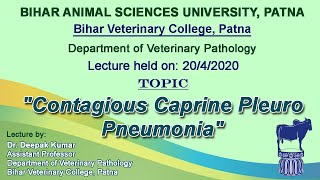 quotContagious Caprine Pleuro Pneumoniaquot By Dr Deepak Kumar Dept of Pathology BVC [upl. by Narcissus]