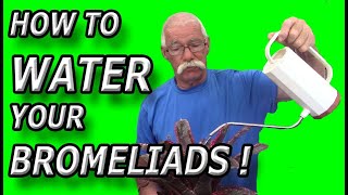 How To Water Your Bromeliads [upl. by Naihtniroc985]