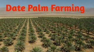 Khajor lagane ka sahe tarika   Date palm farming [upl. by Hajidahk659]