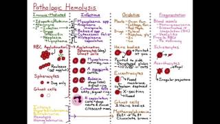 Hemolysis  Fragmentation HD [upl. by Erik]