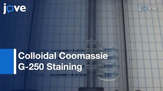 Colloidal Coomassie G250 Staining Proteins In Polyacrylamide Gels l Protocol Preview [upl. by Finny692]