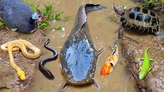 Mancing ikan lele besar dalam lubang ada ikan hias belut ikan koi ikan gabus kura kura [upl. by Nidroj766]