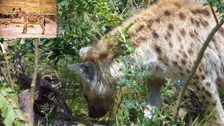 gibbon hyena gorilla animal sounds animals gibbon gibbons hyena animals gorilla animal [upl. by Notnyw788]