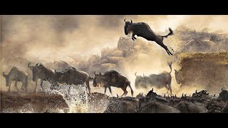 Wildebeest Migration 2022 Serengeti [upl. by Nylesoy]