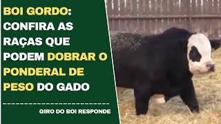 BOI GORDO CONFIRA AS RAÇAS QUE PODEM DOBRAR O PONDERAL DE PESO DO GADO [upl. by Levin]