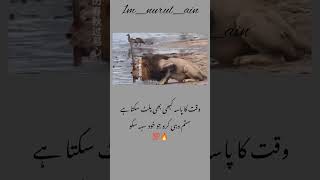 Zulam kbhi laut kr ata Hy viralvideo foryou shortsvideo shorts [upl. by Aidualk135]