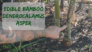 Giant Bamboo Dendrocalamus Asper [upl. by Riella]