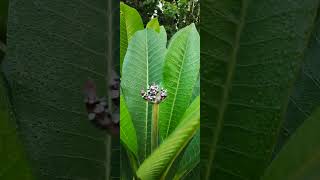 Plumeria Champa about to bloom [upl. by Kopple]