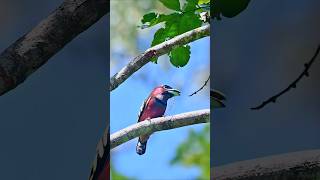 Wildlife birdsBandedbroadbill Eurylaimus javanicus birds [upl. by Morocco]