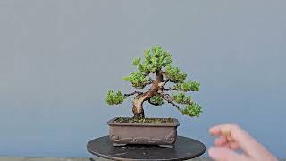 Bonsai Procumbens 7 Anos [upl. by Nerro344]