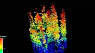 LiDAR Forestry Circular Sample Plot with Several Broken Tree Tops [upl. by Aelegna]