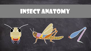 Insect Anatomy  Entomology [upl. by Aronoff161]