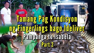 Tamang Pag Kondisyon ng Hito Fingerlings Bago Ideliver  Part 2 [upl. by Anni884]