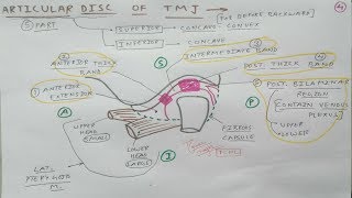 Temporo Mandibular mandibular Joint  4 Articular Disc  TCML [upl. by Hedley]