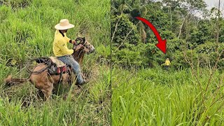 FUI AO TERRITÓRIO DELAS😱 PROTEGENDO O GADO DA ONÇA [upl. by Mccarthy]