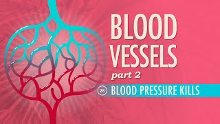 Blood Vessels Part 2 Crash Course Anatomy amp Physiology 28 [upl. by Atonsah]