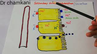 Secondary active secretion  counter transport  Renal system physiology lecture 85 [upl. by Ress]