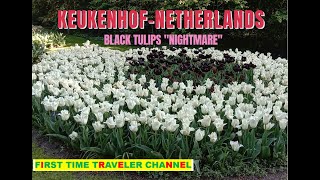 KEUKENHOF BLACK TULIPS quotNIGHTMAREquot  FIRST TIME TRAVELER CHANNEL [upl. by Alicea]