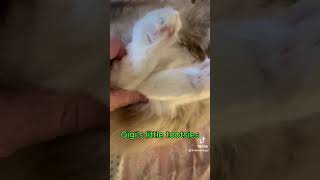 These little tootsies are sooo cute catvideos cuteecats catlover cuteanimal cat lovelyecats [upl. by Herculie308]